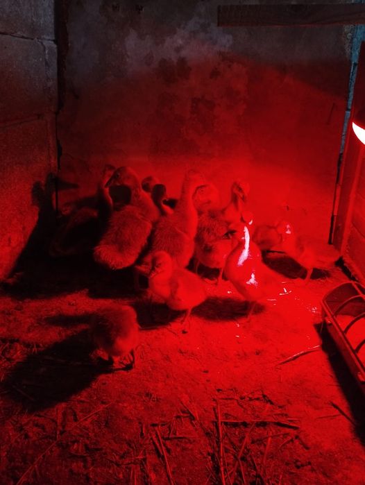 Продаем гусят 15 штук