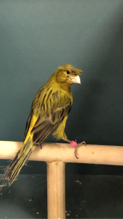 Канарейка (кенор) самец