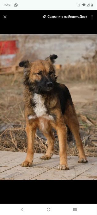 ПорОдиСтыЕ соБаЧки в приюте