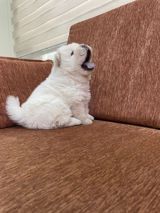 Чау чау мъжко бебе