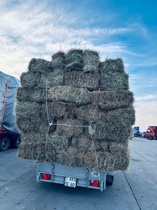 Шоп сатылады (сено садовая)