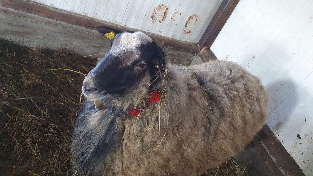 Berbec ROMANOV cu certificat