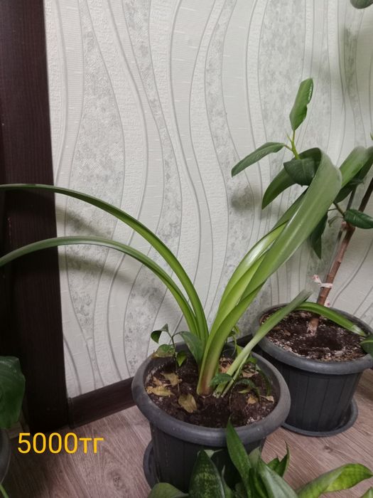 Цветы декларативный