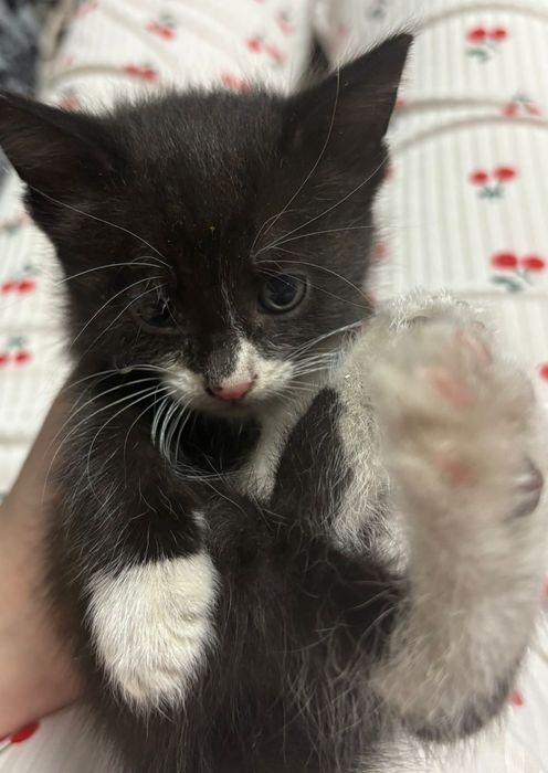 Отдадим котенка в добрые руки