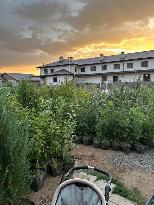 Широкий ассортимент расстений г Астана