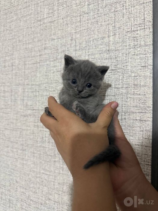 Котята скоттиш-фолд и скотиш -страйт