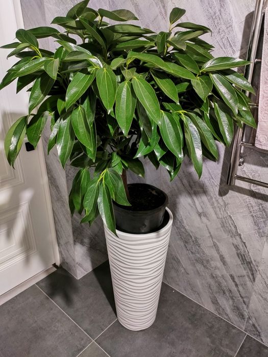 Женское счастье. Доставка