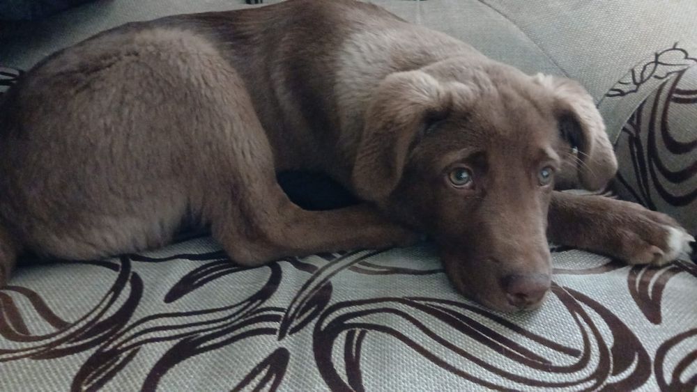 Продам щенка  лабрадора