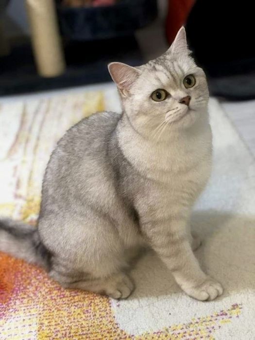 Кошечка Скоттиш Страйт