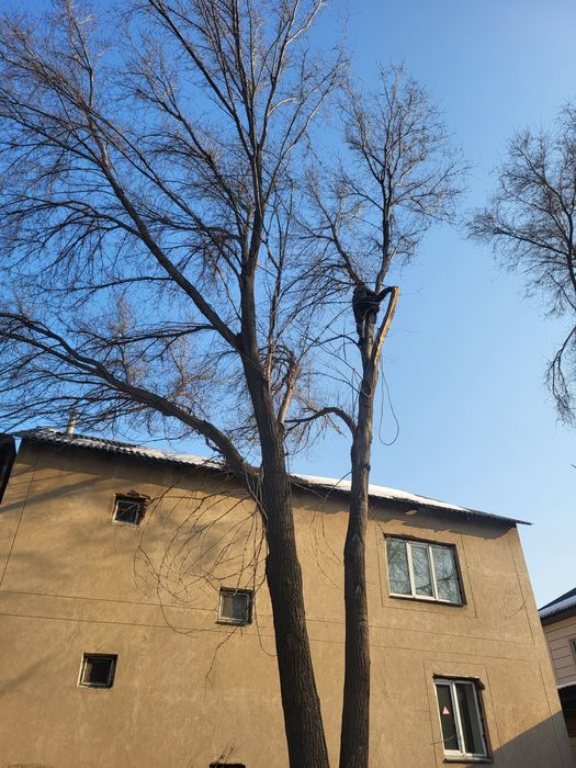 Спил деревьев обрезка плодовых деревьев