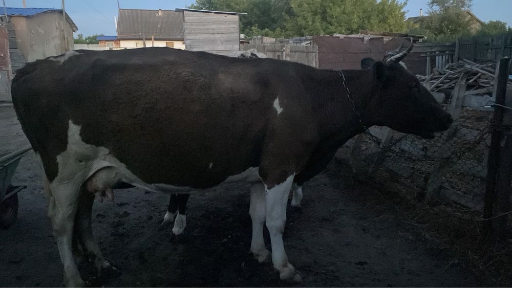 Продам 2 коровы 2телку 2 бычка