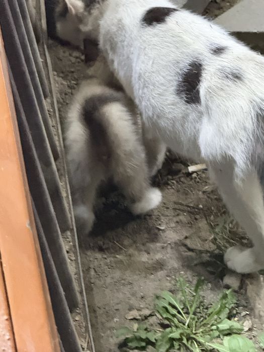 Маленькие Котята ищут Дом