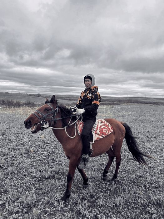 ҚҰНАН 3жасар 2023тін құлындары