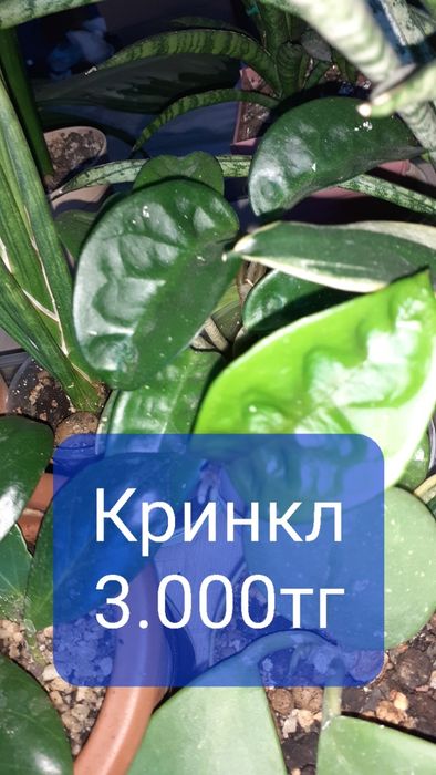 Хойи разных сортов  Цветы Растения
