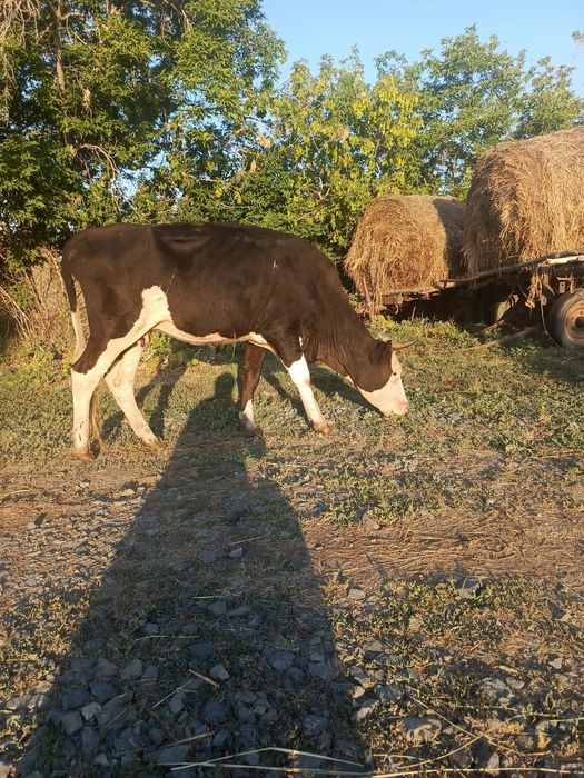 Продам молодую корову