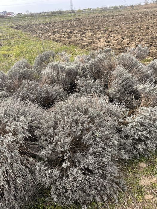 Vand lavanda/ tufe de lavanda