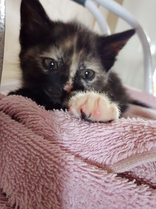 2 месечные котята отдам в хорошие руки отличные охотники