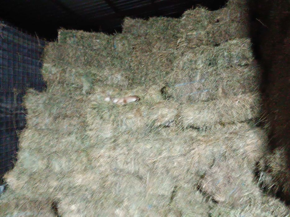 Vând baloti semănătură