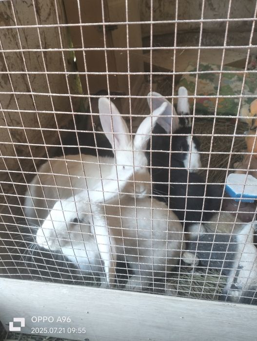 Кояндар сатылады