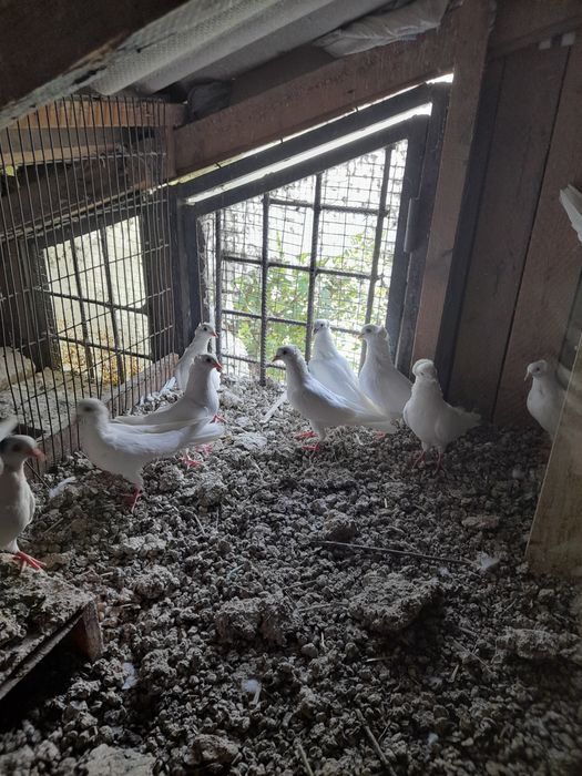 Продам бакинских молодёжь