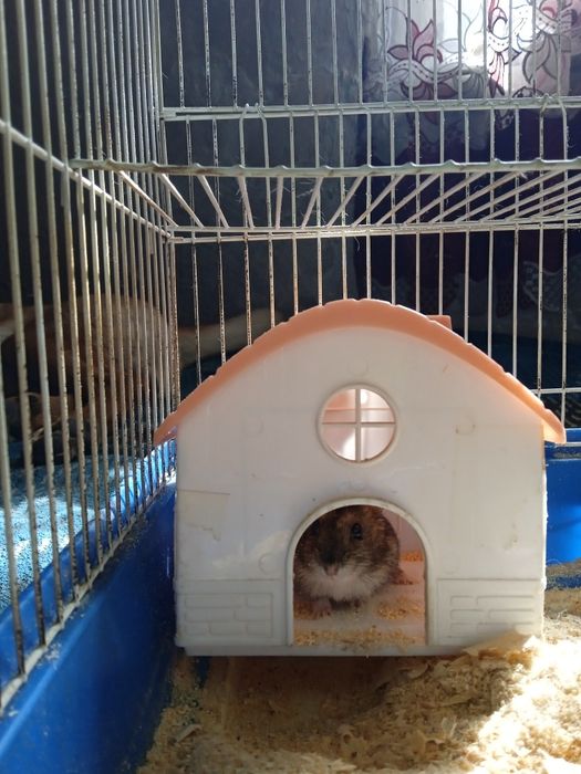 Обменяю хомяк мальчик на девочку