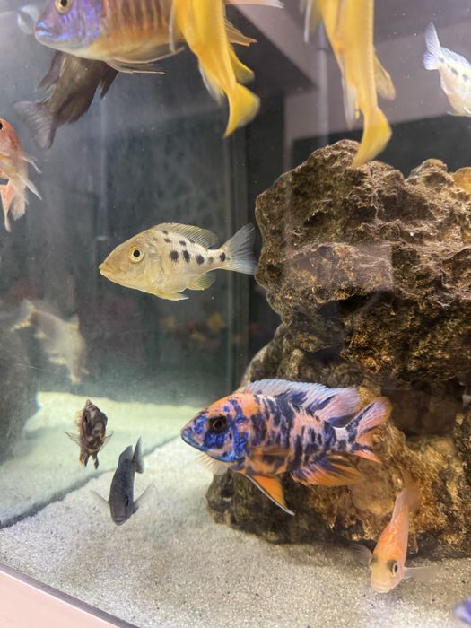 Ciclide africane hapsi