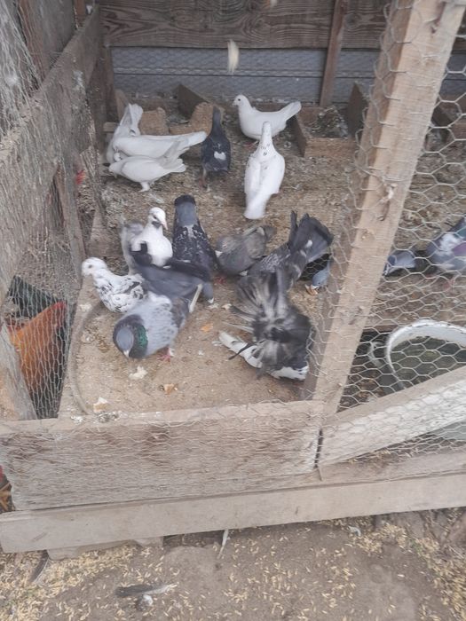 Avem de vânzare 2 manji