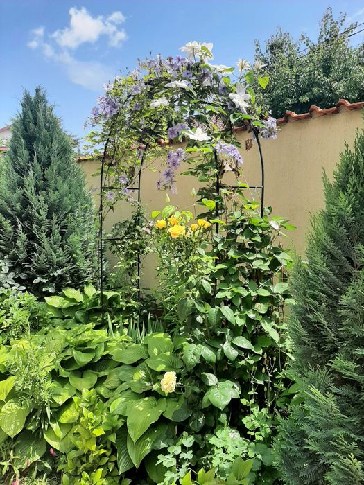 Vanzare casa Chiajna