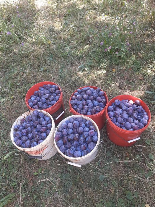 Prune roșii pentru tuica.