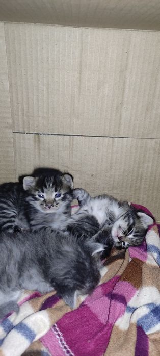 Милые котятки в добрые руки