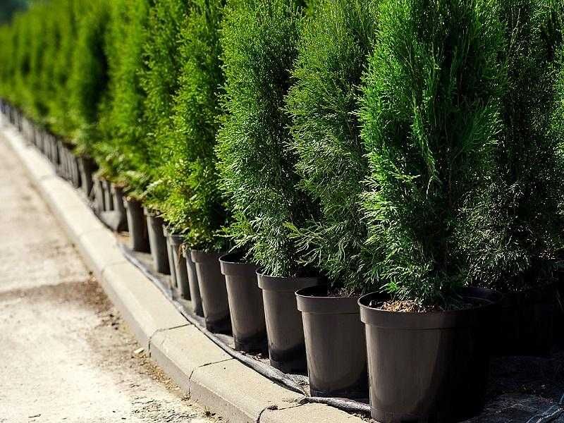 Пластмасови саксии за цветя, билки, рози, малини, боровинки и др.