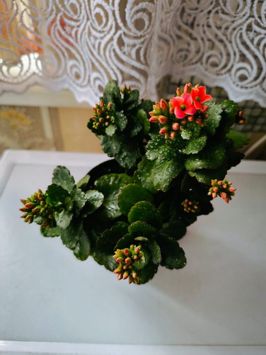 Продам  каланхоэ розовый, весь в бутонах цветов,укорененные отростки к