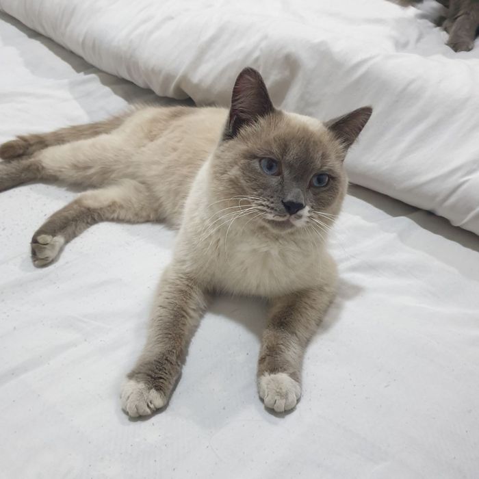 Сиамский кот, аккуратный воспитанный