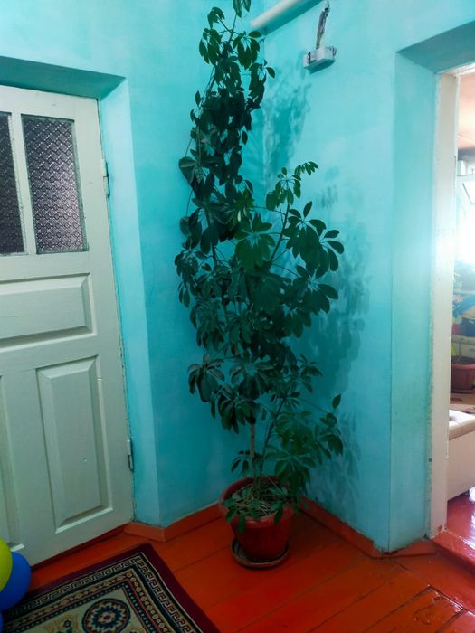 Гулдер әдемі үлкен