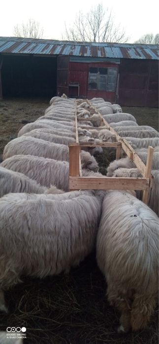 Oi de vanzare detalii la telefon