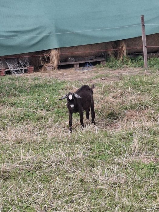 Capra anglonubian si iedita metis sanen si anglonubian