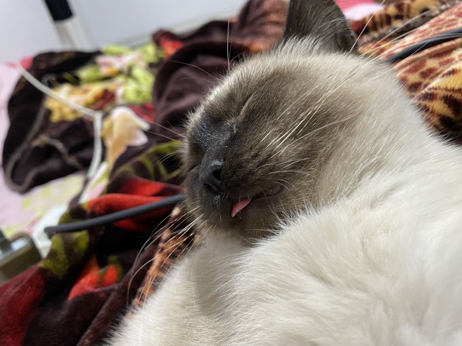 Сиамский Котенок 5 месяцев