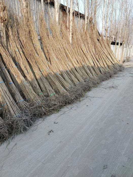 Dexqondan Terak koʻchatlari sotuv va ekishga tayyor dastavka vodiyga