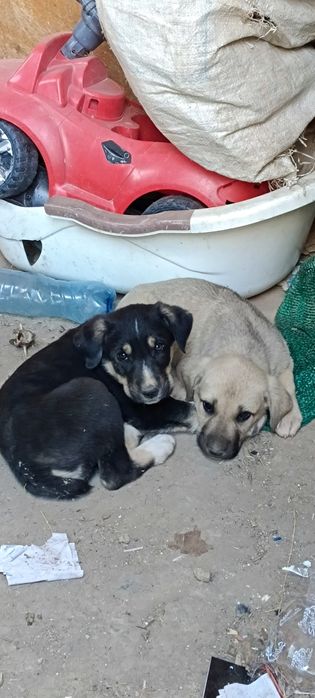 Күшіктер сатылады