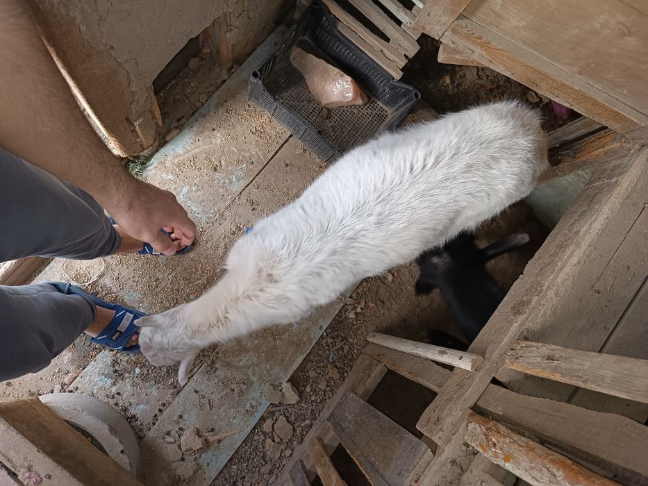 Козлы парода зенин срочна продаю