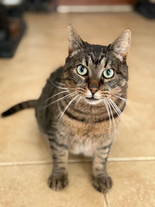 Мъжко коте търси дом, мил, гальовен и много красив