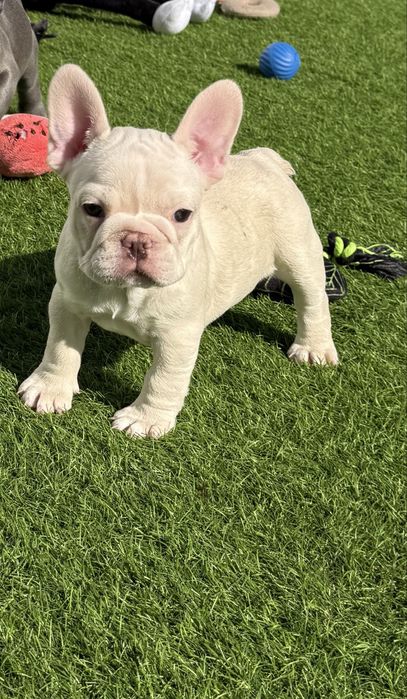 Bulldog Francez Luxurious Frenchie House