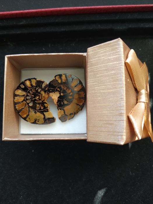 Стилни обеци от естествени амонити-фосили