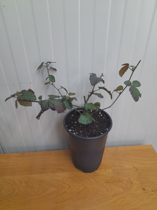 Къпина Черен сатен-(без бодли)