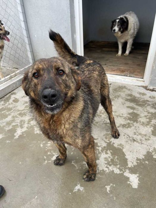 Adopta un caine - un sufletel are nevoie de stapan!