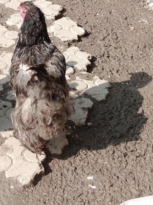 Продаются куры порода брама