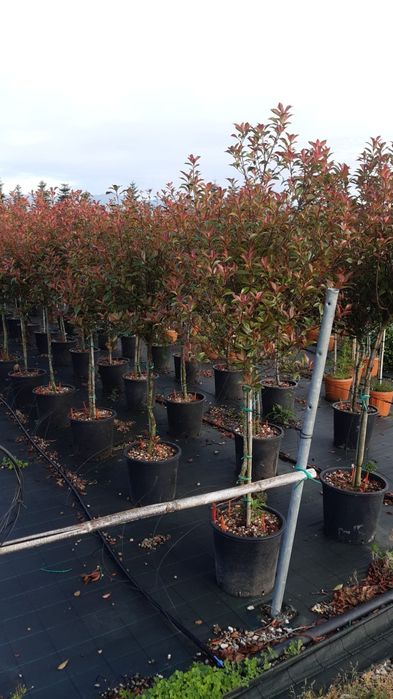 Fotinia Red (photinia)