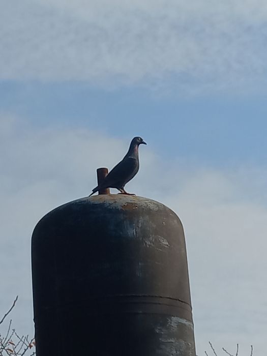 de vânzare doar voiajorii