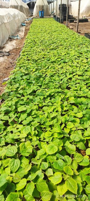 Pavloniya  pavloniya nihollari koʻchatlari