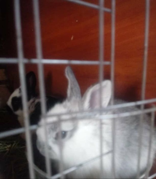 Кральчата месячные прадаю виликаны